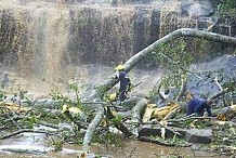 Ghana : vingt lycéens tués par des chutes d’arbres